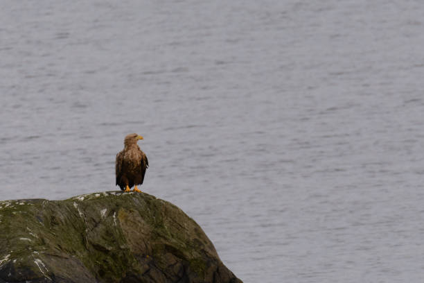istock White-tailed eagle sitting on a rock in a Fjord 1329488626