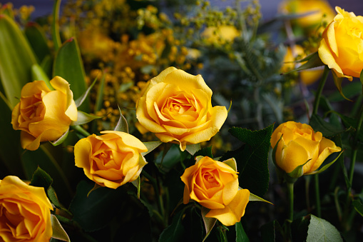 Closeup on a bunch of yellow roses.