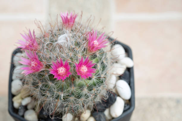 a cactus and pink flower in a pot with nature bokeh background. mammillaria bocasana. - mammillaria cactus imagens e fotografias de stock