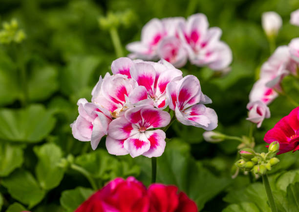 istock Red pelargonium (geranium) flower, blooming in a garden 1329490857
