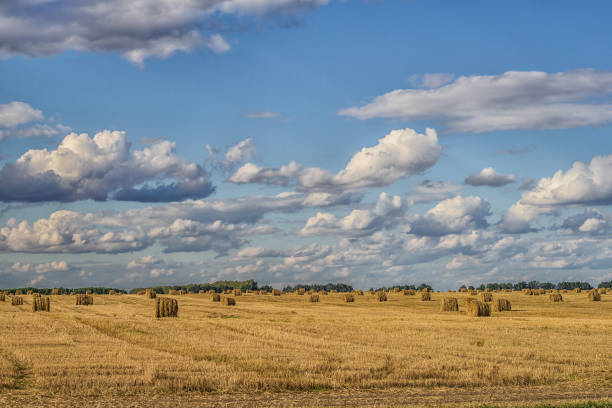 Haystack harvest summer field landscape. Haystack agriculture field landscape. Agriculture field haystacks. stock photo