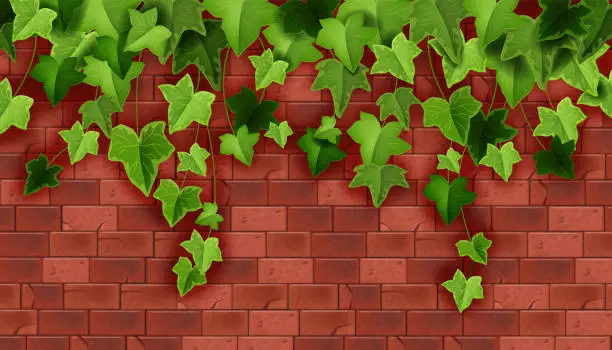 Vector illustration of Ivy plant vector green background, climbing vine leaf, red brick wall backdrop house stone texture.