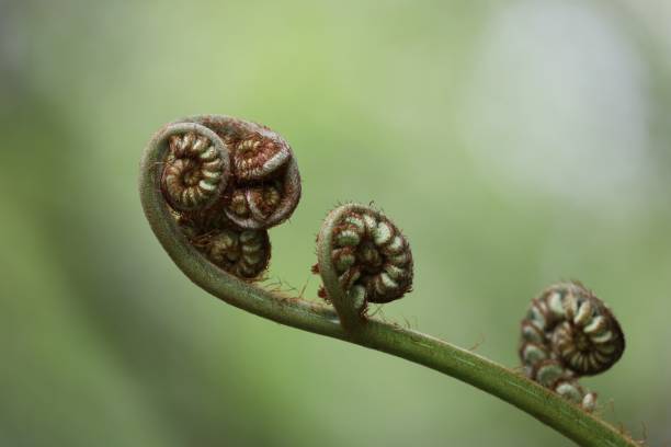istock Fronds of a fern 1329491904