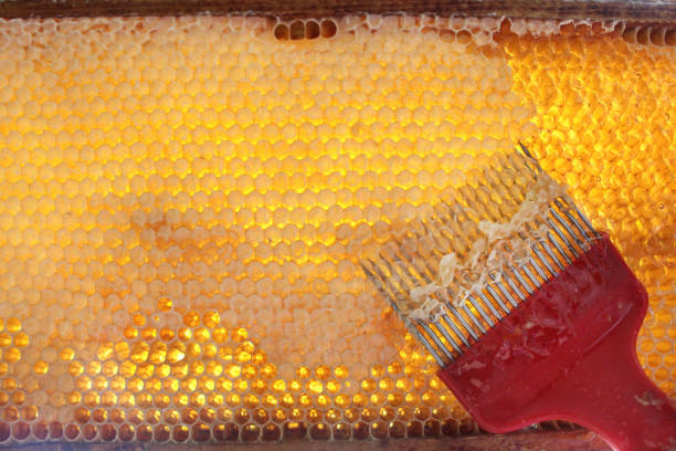 соты, наполненные свежим медом - hive frame стоковые фото и �изображения
