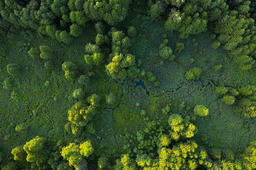 Trees, reeds and river, wetlands near the forest, top view. Wonderful summer landscape, drone view. Abstract natural background.