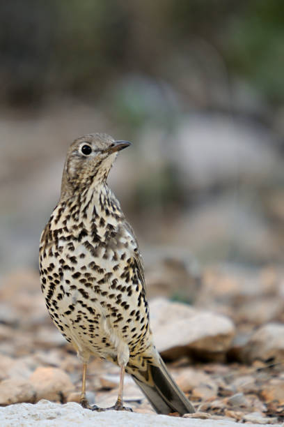 istock Wild birds in their environment 1329493758