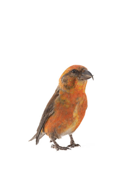 istock male red crossbill isolated on white background, studio shot 1329495637