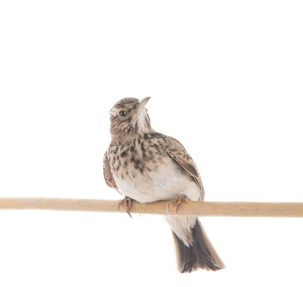 Crested lark sits on a branch isolated on white background Crested lark sits on a branch isolated on white background alauda stock pictures, royalty-free photos & images