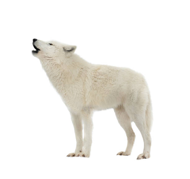 istock white arctic wolf howling isolated on white background 1329495674