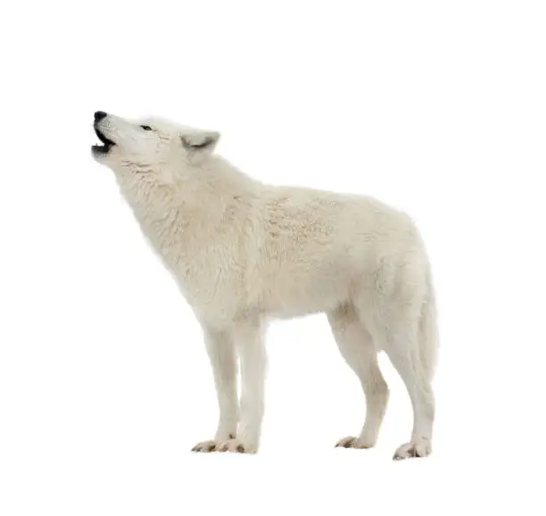 Photo of white arctic wolf howling isolated on white background