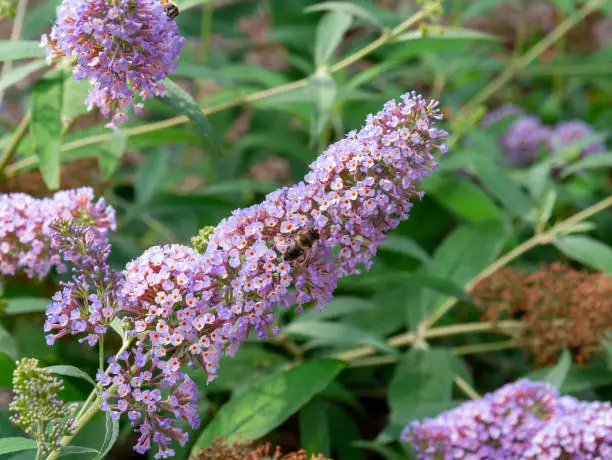 Photo of Drone fly, Eristalis tenax on butterfly bush, Buddleja davidii 'Pink Delight'