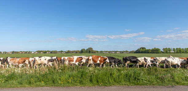 istock Herd of cows in a row, in line, one behind the other, one after another, in sequence, on end, in single file, bunch of cattle, walking to be milked 1329495970