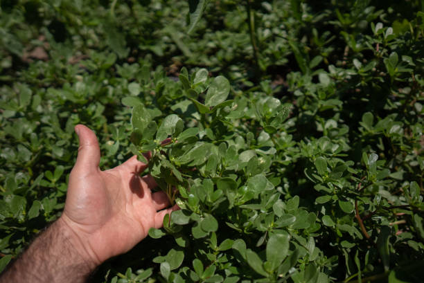istock Hands picking purslane herb leaves 1329496035