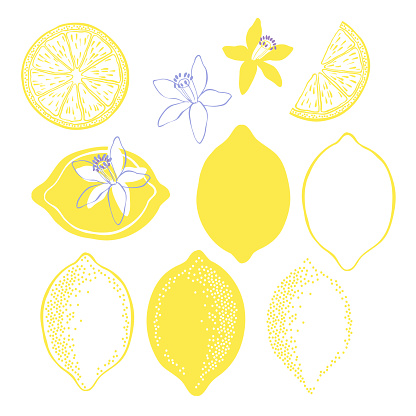 Hand drawn illustration of lemons isolated on white background.