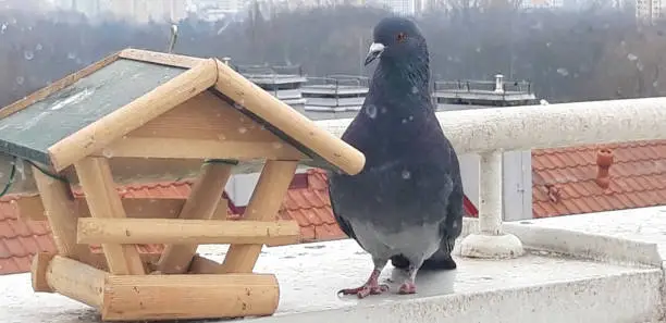 Photo of Missing toes is a frequent injury in pigeons