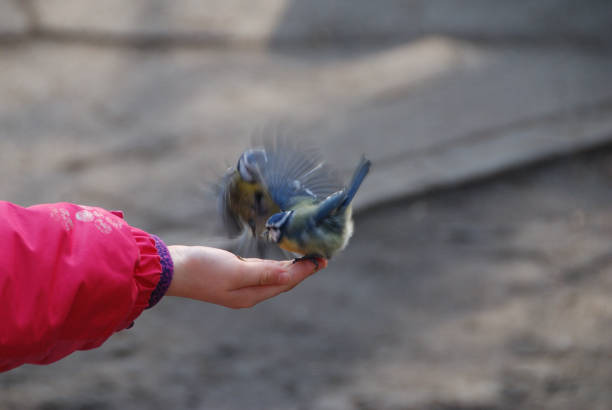 istock Bird feeding is a part of park walking 1329496724