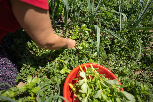 istock Female hands hoeing vegetables 1329496779