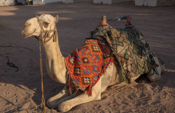 istock Egyptian camel with saddle lies on the desert sand 1329497005