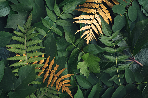 Natural background of green and golden tropical leaves. Copy space.