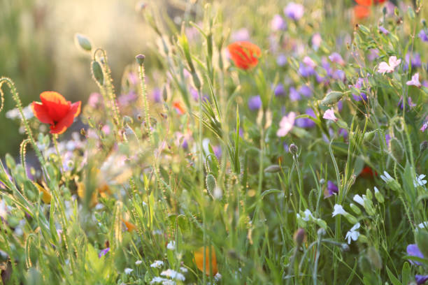 pole dzikiego kwiatu - wildflower zdjęcia i obrazy z banku zdjęć