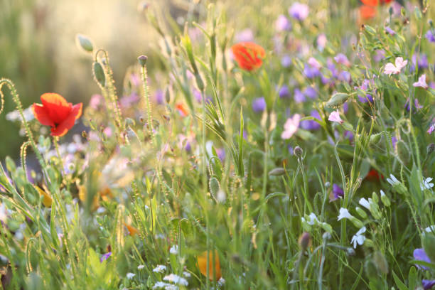 поле полевых цветов - wildflower стоковые фото и изображения