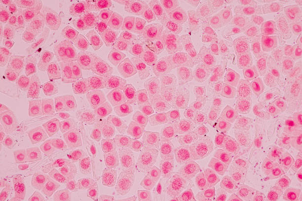 istock Mitosis cell in the Root tip of Onion under a microscope. 1329498467