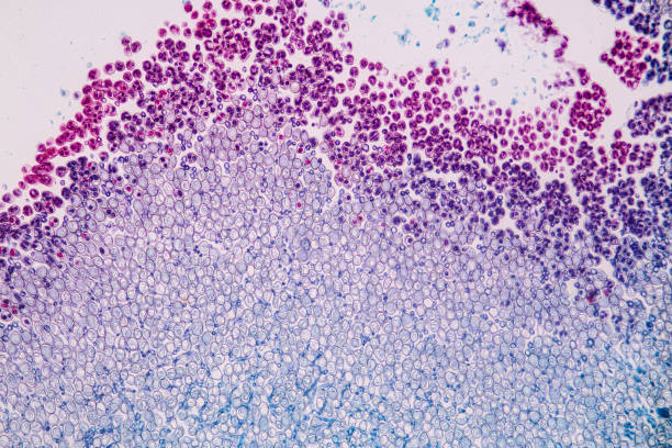 istock Host cells with spores (mold) are inside wood under the microscope for education. 1329498592
