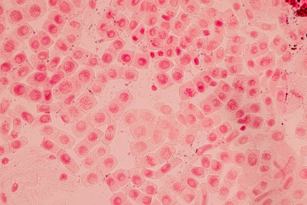 istock Mitosis cell in the Root tip of Onion under a microscope. 1329498593
