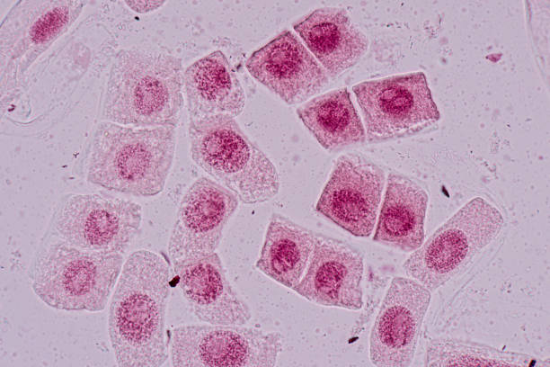 istock Mitosis cell in the Root tip of Onion under a microscope. 1329498645
