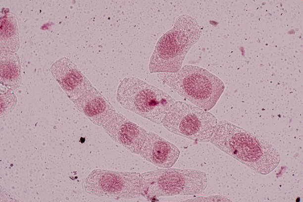 istock Mitosis cell in the Root tip of Onion under a microscope. 1329498743