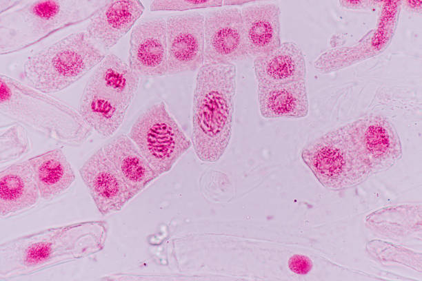 istock Mitosis cell in the Root tip of Onion under a microscope. 1329498757