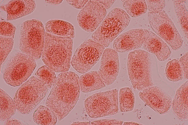 mitosis komórki w końcówce korzenia cebuli pod mikroskopem. - interphase zdjęcia i obrazy z banku zdjęć