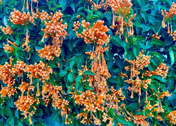 Horizontal close up still life of orange trumpet creeper vine flower with green leaves growing wild in local street NSW Australia
