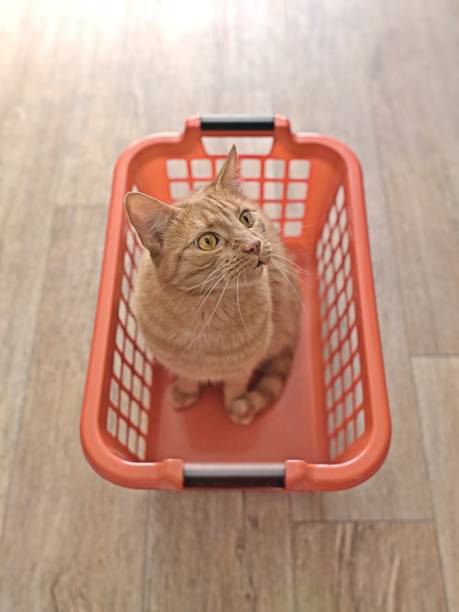 istock Cute ginger cat sitting in a red laundry basket. High angle view with selective focus. 1329500724