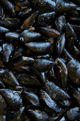 Fresh live mussel stuck fast on breakwaters by the seashore