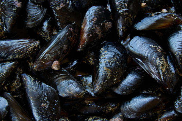istock Blue mussels pattern, healthy seafood 1329500819