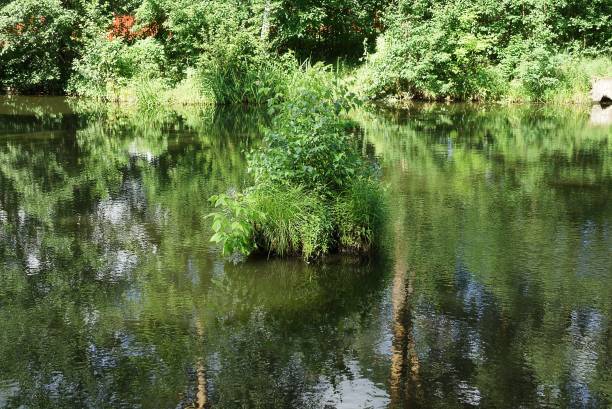 istock small island with green grass and plants in the water 1329502248