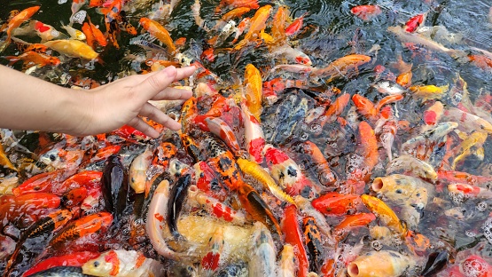 Cropping shot of feeding food for koi carp fish in pond.