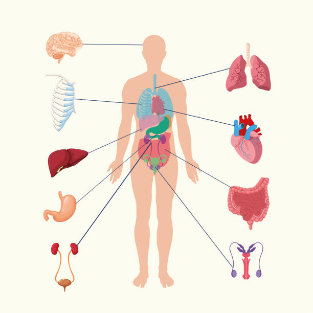 ilustraciones, imágenes clip art, dibujos animados e iconos de stock de sistema de órganos internos humanos. ilustración de órganos internos del cuerpo de la gente. vector del órgano de la anatomía. - anatomía humana