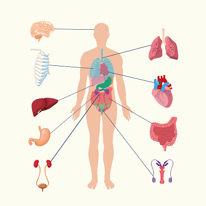 Human organ system vector illustrations. A male body showing his internal organs. Instructive vector showing organs like Stomach, Veins, Lung and brain with arrow sign. Biology and human organs concept. Background solid white color