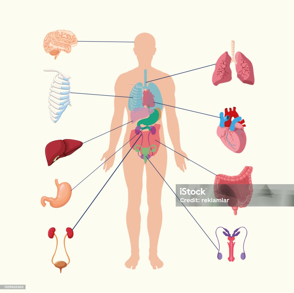 Human internal organs system. people body internal organs illustration. Anatomy organ vector. Human organ system vector illustrations. A male body showing his internal organs. Instructive vector showing organs like Stomach, Veins, Lung and brain with arrow sign. Biology and human organs concept. Background solid white color The Human Body stock vector