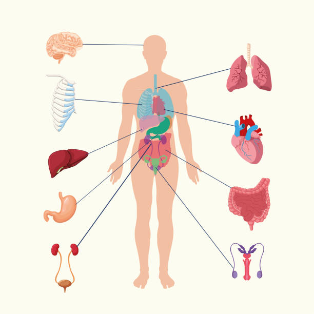 Human internal organs system. people body internal organs illustration. Anatomy organ vector. Human organ system vector illustrations. A male body showing his internal organs. Instructive vector showing organs like Stomach, Veins, Lung and brain with arrow sign. Biology and human organs concept. Background solid white color the human body stock illustrations