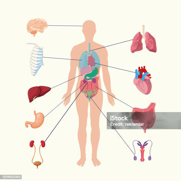 Human Internal Organs System People Body Internal Organs Illustration Anatomy Organ Vector Stock Illustration - Download Image Now