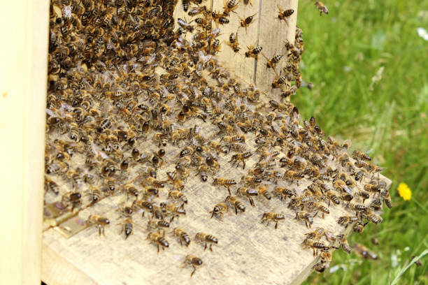 istock Honey bees in the wooden beehive 1329503417