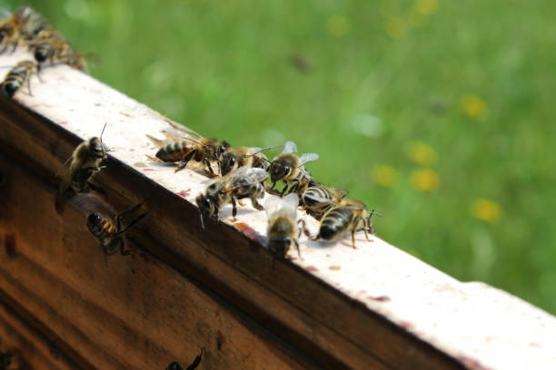 istock Honey bees in the wooden beehive 1329503514