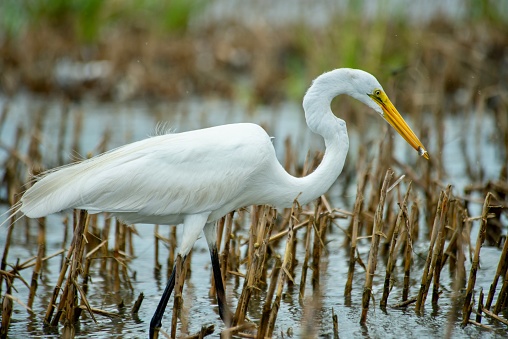 A Great Egret walking through the marsh in search of food on Hilton Head Island, South Carolina.