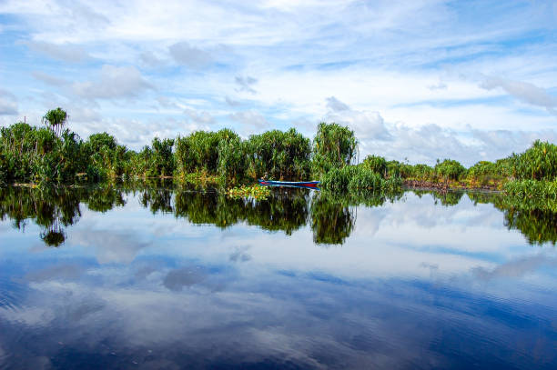 água e turfa no parque nacional sebangau - kalimantan - fotografias e filmes do acervo