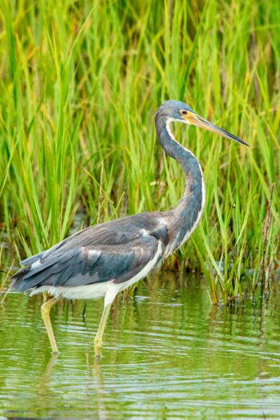 Tricolored Heron A Tricolored Heron walking through the mash in search of food. tricolored heron stock pictures, royalty-free photos & images