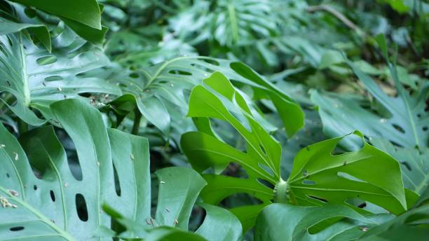 Exotic monstera jungle rainforest tropical atmosphere. Fresh juicy frond leaves, amazon dense overgrown deep forest. Dark natural greenery lush foliage. Evergreen ecosystem. Paradise calm aesthetic. exótica atmósfera tropical monstera selva tropical. hojas de fronda frescas y jugosas, denso bosque profundo cubierto de flores del amazonas. vegetación natural oscura exuberante follaje. ecosistema de hoja perenne. paraíso tranquilo estético