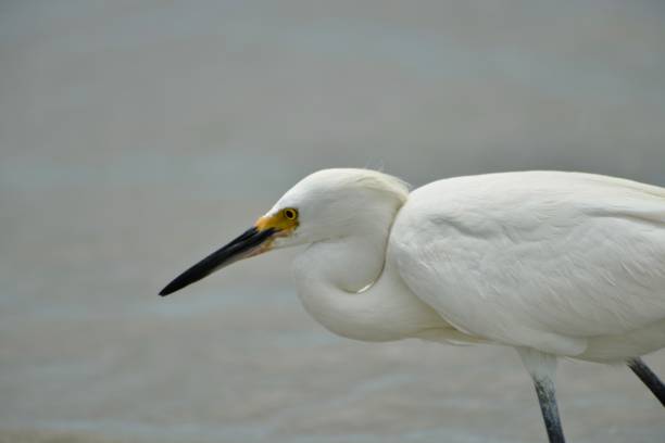 istock Snowy Egret Hunting 1329505387